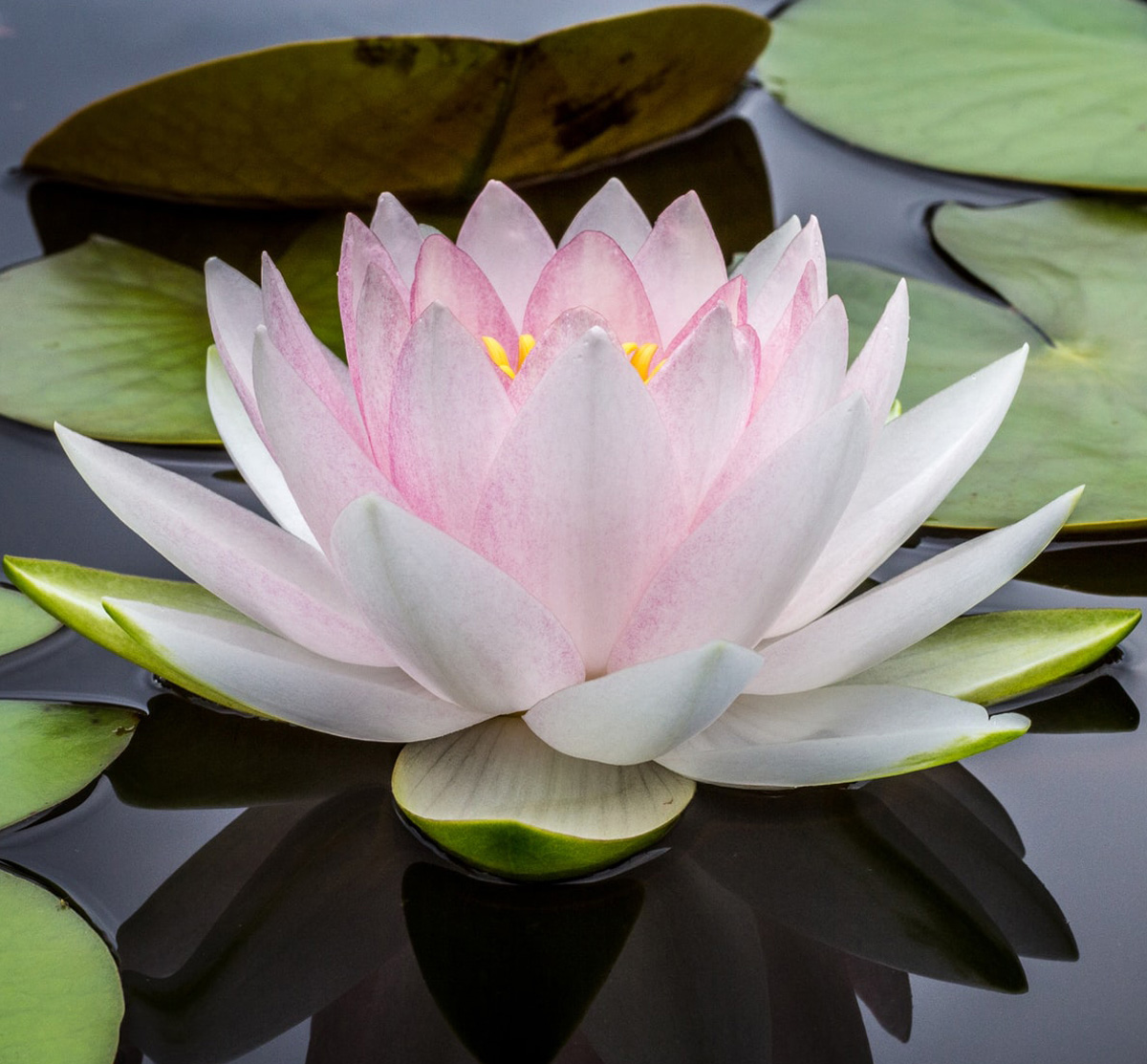 lotus-flower